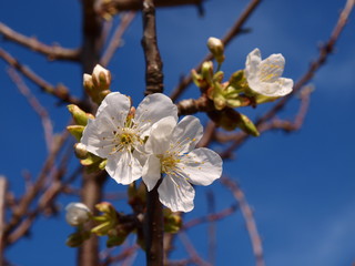 Cerisiers en fleurs