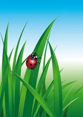 Poster Lieveheersbeestje in het gras © Li-Bro