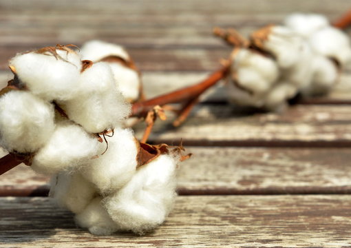 Fleurs de coton, fond