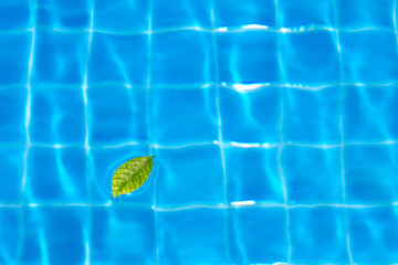 Leaves on pool