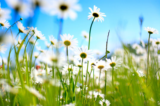 Blumenwiese