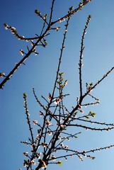 Fiori di pesco in primavera