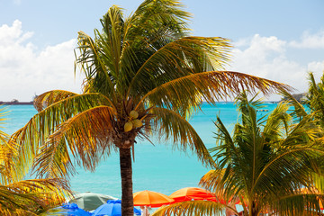 Palm Trees and Beach Umbrellas on St. Maarten, Caribbean