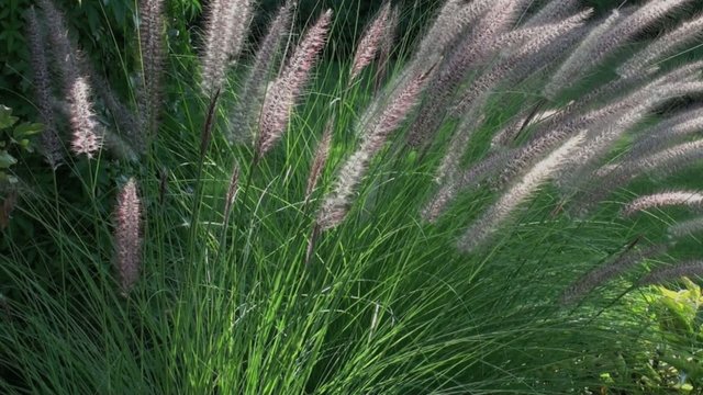Herbe aux &eacute;couvillons (Pennisetum setaceum)