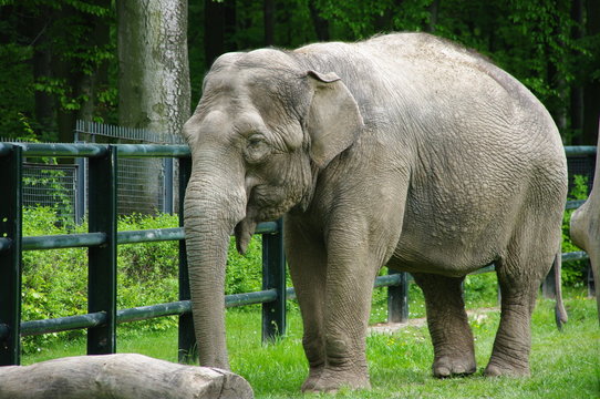Fototapeta słoń w zoo