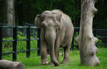 słoń w zoo