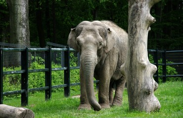 Słoń w zoo