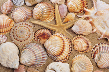 seashells and seastar on the sand