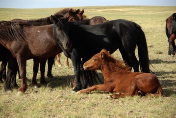 Chevaux, Mongolie