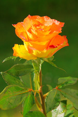 Gelbe Rose,Valentinstag