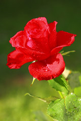 Rote  Rose