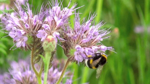 Bourdon (Bombus) butinant une fleur de Phac&eacute;lie