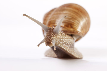 Snail