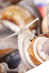 Snail