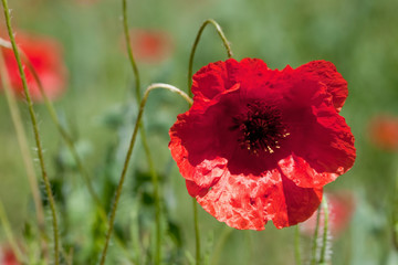 Obraz premium coquelicot