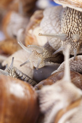 Snail