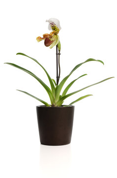Fototapeta Beautiful orchid (Paphiopedilum Maudiae)
