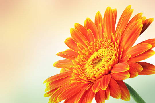 Fototapeta Gerbera