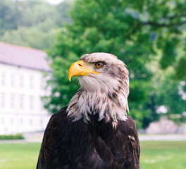 adler