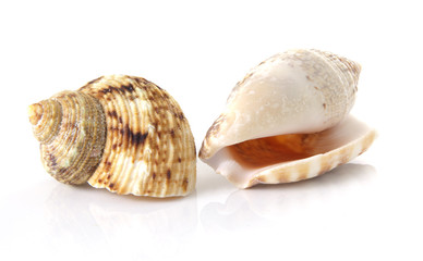 Sea shells