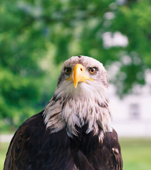 adler