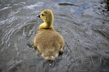 new Born Baby Canadian Goslings