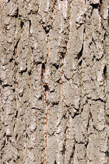 Texture shot of brown old tree bark