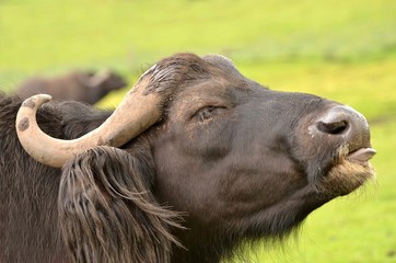 bufflesse