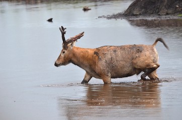 Père David's Deer