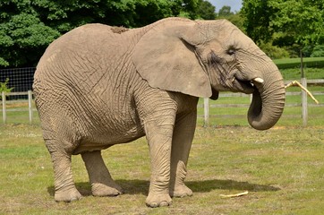 éléphant
