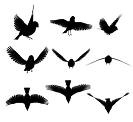 Silhouette: uccello