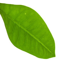 Fresh green leaf with visible veins and structure