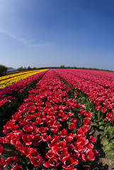 Field of tulips, colorful background