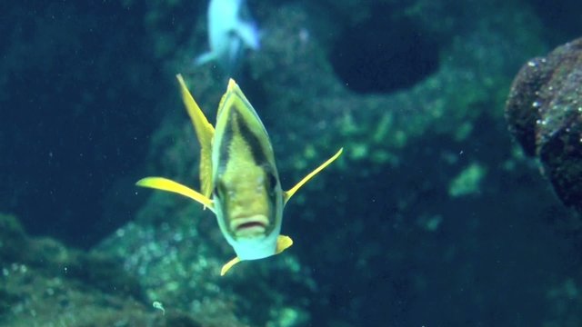 Poisson Lippu rondeau (Anisotremus virginicus)