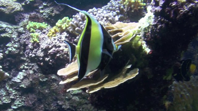 Poisson Porte-enseigne ou Zancle cornu (Zanclus cornutus)