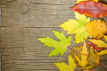 Naklejka na ściany i meble Autumn leaves on wood. Horizontal view