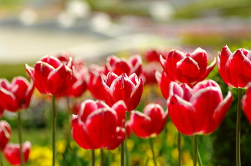 Obraz premium チューリップ畑