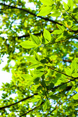 Fototapeta na wymiar Beutiful green leaves against blurry background