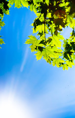 Fototapeta na wymiar Beutiful green leaves against blue sky and sun
