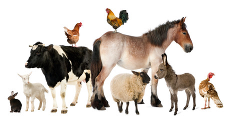 Obraz premium Variety of farm animals in front of white background