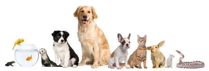 Group of pets sitting in front of white background