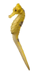 Longsnout seahorse or Slender seahorse