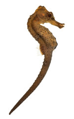 Fototapeta premium Longsnout seahorse or Slender seahorse