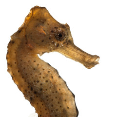 Close-up of Longsnout seahorse or Slender seahorse, Hippocampus