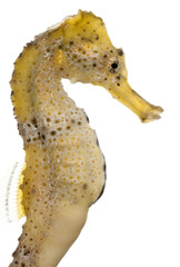 Longsnout seahorse or Slender seahorse, Hippocampus reidi yellow © Eric Isselée
