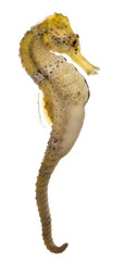 Longsnout seahorse or Slender seahorse, Hippocampus reidi yellow
