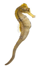 Longsnout seahorse or Slender seahorse © Eric Isselée