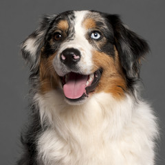 Close-up of Australian Shepherd in front of grey background