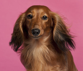 Close-up of Dachshund in front of pink background