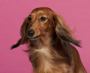 Close-up of Dachshund in front of pink background